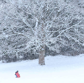 A child is sledging in Aviemore, Scotland