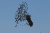 A murmuration of migrating starlings is seen across the sky at a landfill site near Beersheba