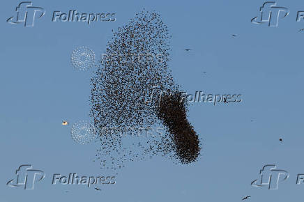 A murmuration of migrating starlings is seen across the sky at a landfill site near Beersheba