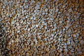 Arabica green coffee beans in a roasting coffee shop in Paris