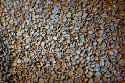 Arabica green coffee beans in a roasting coffee shop in Paris