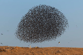 A murmuration of migrating starlings is seen across the sky at a landfill site near Beersheba