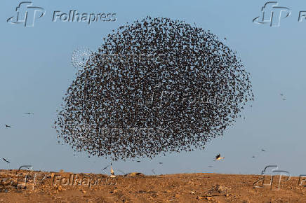 A murmuration of migrating starlings is seen across the sky at a landfill site near Beersheba