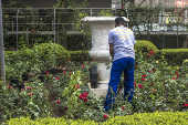 Incio do plantio de rosas durante a restaurao do Jardim da Casa das Rosas