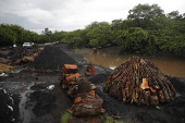 Manglares, el desafo de Panam en conservarlos y aprovechar sus servicios ambientales