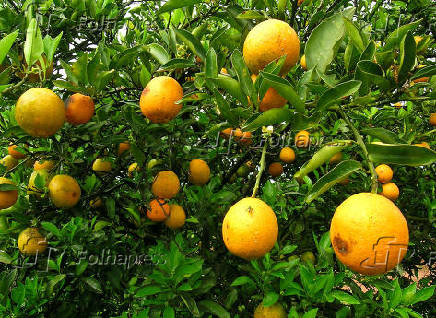 Pomar com laranjas infestadas