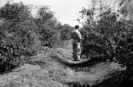 Agricultura: cafezal. (Foto: