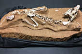 Fssil do crocodilo Caipirasuchus mineirus, preservado em (MG)