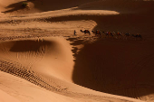 A camel caravan moves along the dunes at the Erg Chebbi sand dunes in the Sahara desert outside Merzouga