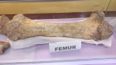 Researchers uncover remains of Ice Age mastodons in Peru