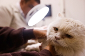Veterinrio dermatolgico examina gato, em So Paulo