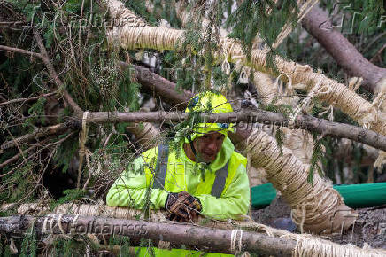 Rockefeller Christmas Tree is Delivered and Raised