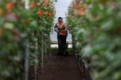 Colombian flower growers prepare their flowers for export for the celebration of Valentine's Day, in Facatativa