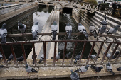 Pigeons sit perched on a railing at Marjeh Square in Damascus