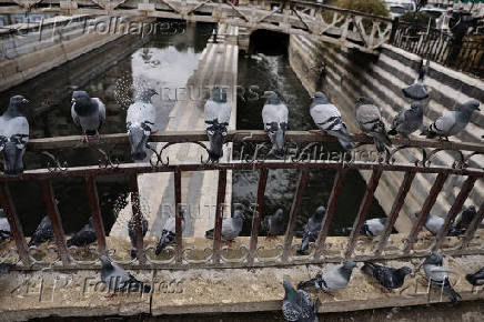 Pigeons sit perched on a railing at Marjeh Square in Damascus