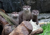Three otter brothers debut at Japan's Kaiyukan aquarium