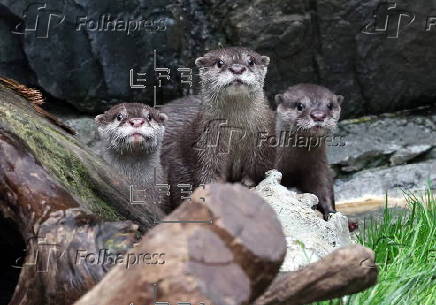 Three otter brothers debut at Japan's Kaiyukan aquarium