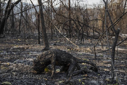 Macaco carbonizado em incndio na serra do Amolar, no Pantanal