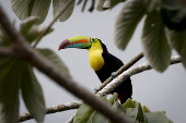 Observadores de aves se despliegan por Panam en el Global Big Day 2024
