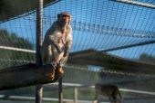 Tulane's primate research center pivots to coronavirus