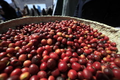 Yemeni Mocha Coffee Day in Sana'a