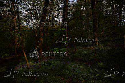Bluebells bloom in the woods at Marbury Country Park in Marbury
