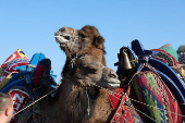 Camel Wrestling Festival in Turkey