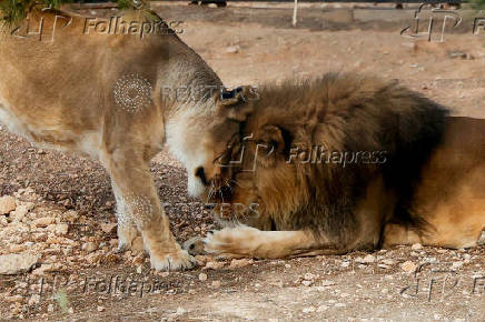 After suffering mistreatment, wild animals find home at Spanish rescue centre