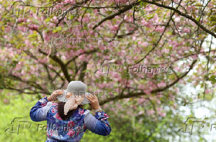 Cherry blossom in Greenwich Park in London