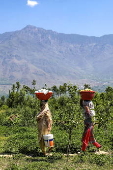 Strawberry harvesting season in Indian Kashmir
