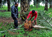 FILE PHOTO: A worker checks a fresh fruit bunch of oil palm during harvest at a palm oil plantation in Khammam district