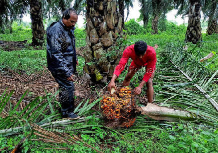 FILE PHOTO: A worker checks a fresh fruit bunch of oil palm during harvest at a palm oil plantation in Khammam district