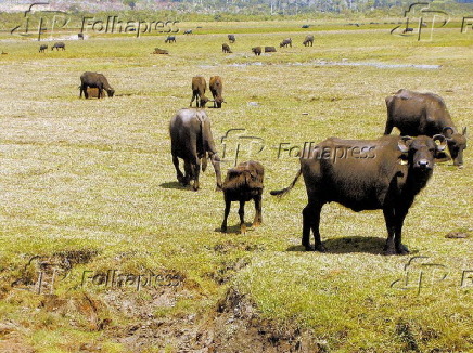 Criao de bfalos ocupa paisagem em