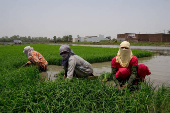 Farm labourers work on a paddy field on a hot summer day in Karnal