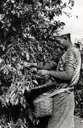 Agricultura: homem trabalha durante