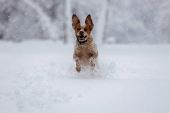 Heavy winter snowfall in Belgrade