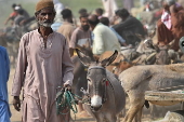 Prices of donkeys surge in Pakistan due to increasing demand from China