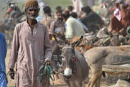 Prices of donkeys surge in Pakistan due to increasing demand from China