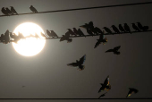 Migrating starlings gather on power lines at a landfill site near Beersheba