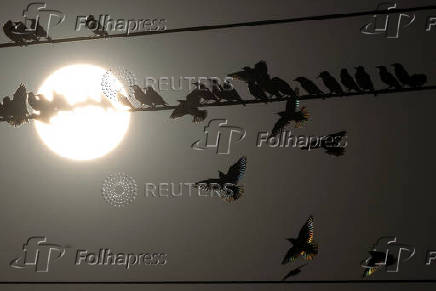 Migrating starlings gather on power lines at a landfill site near Beersheba