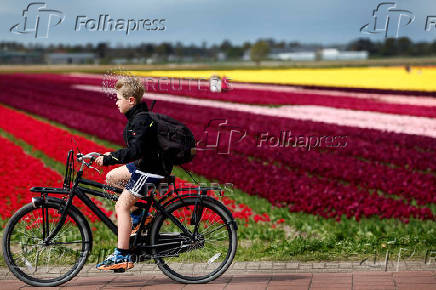 Tulip field in Lisse