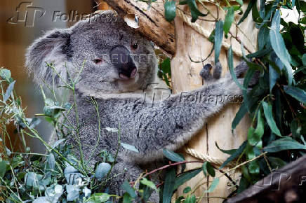 A koala is seen for the first time in Ouwehands Zoo