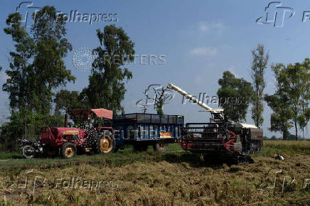 A paddy harvester is used to deposit rice crop in a tractor trolley in a field in Kalampura village