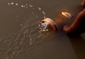 Immersion of idols on the last day of Durga Puja festival in India