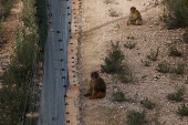 After suffering mistreatment, wild animals find home at Spanish rescue centre