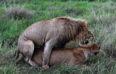African lions (Panthera Leo) mate in the Maasai Mara game reserve, near the Kenya-Tanzania border in Narok county