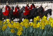 FILE PHOTO: Daffodils bloom in St James's Park as members of the Household Cavalry ride along The Mall in London