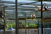 Tulane's primate research center pivots to coronavirus