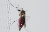 Mosquito aedes aegypti selvagem com a barriga cheia