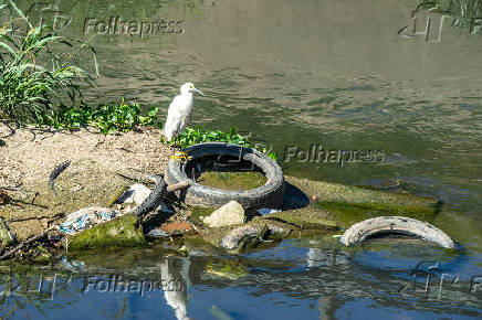 Lixo acumulado no crrego Arroio Dilvio (RS)